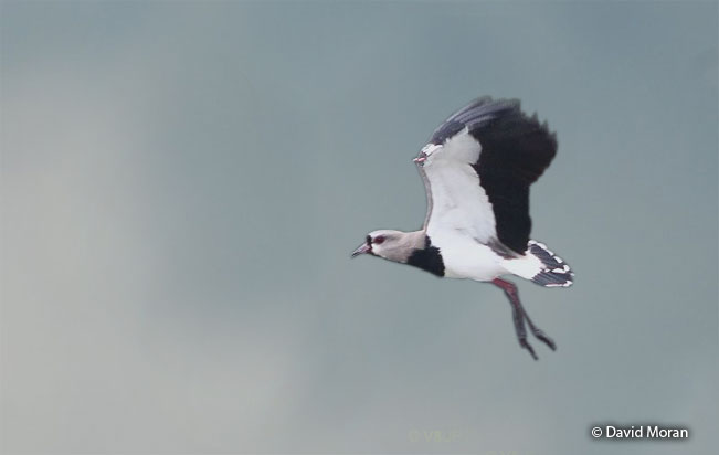 southern_lapwing