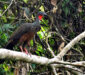 Pava de Spix (Penelope jacquacu)