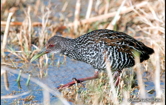 Rascón Moteado (Pardirallus maculatus)