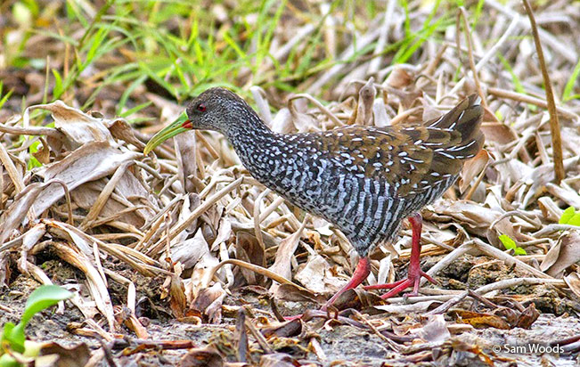 Rascón Moteado (Pardirallus maculatus)