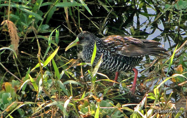 spotted_rail