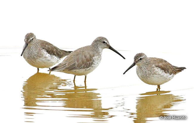 stilt_sandpiper