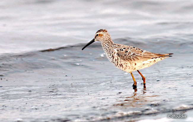 stilt_sandpiper