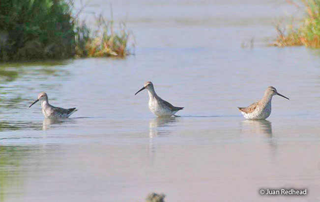 stilt_sandpiper