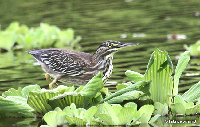 Garcita Estriada
