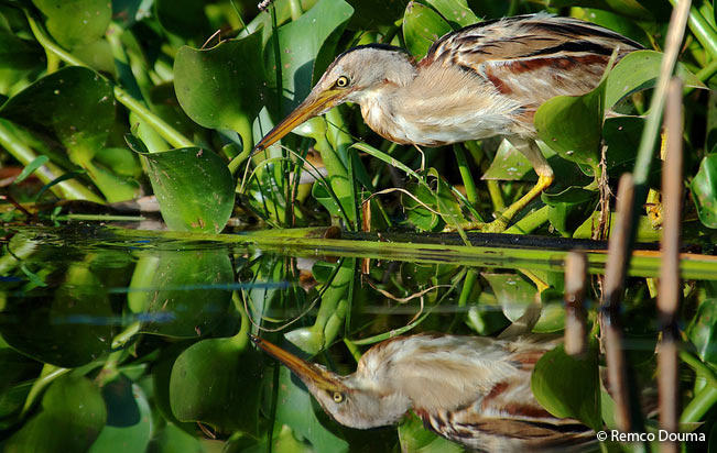 Mirasol listado adulto