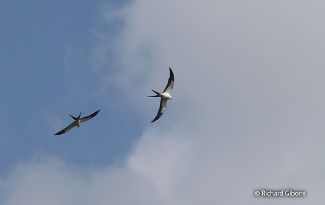 swallow-tailed-kite