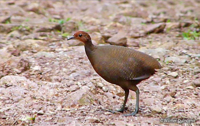 awny-breasted_tinamou