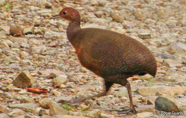 awny-breasted_tinamou