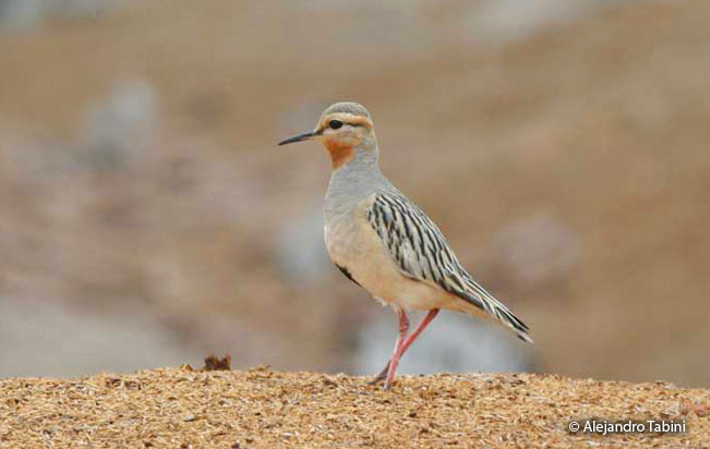 tawny-throated_dotterel