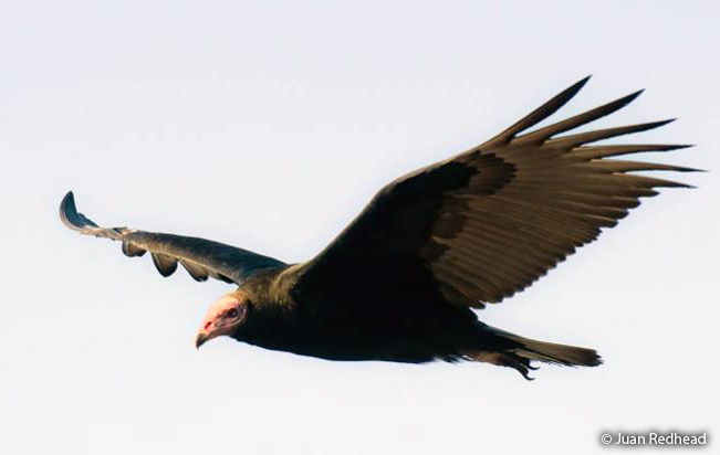 turkey-vulture