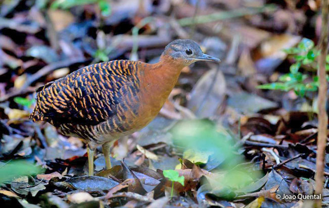 variegated_tinamou