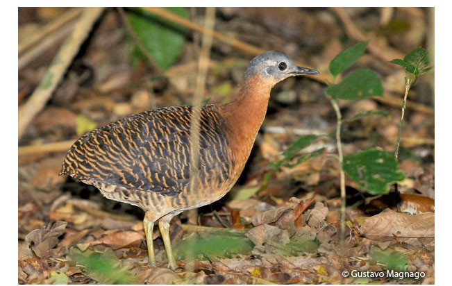 variegated_tinamou