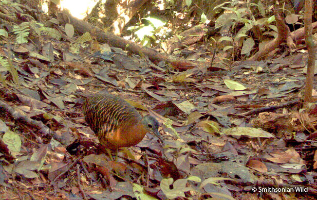 variegated_tinamou