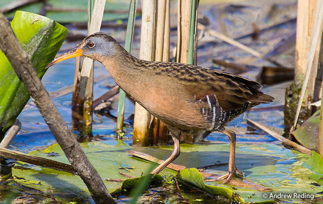 virginia_rail