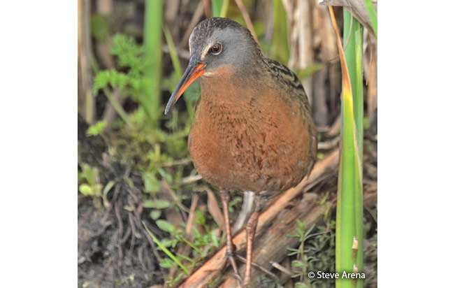 virginia_rail