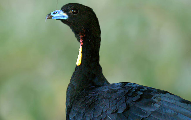 wattled_guan