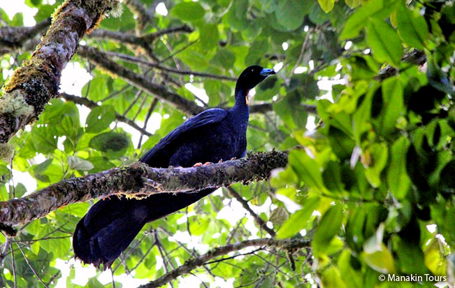wattled_guan