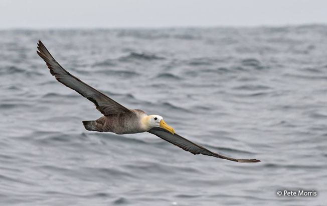 waved-albatross