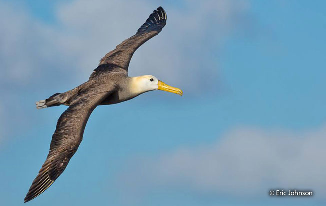 waved-albatross