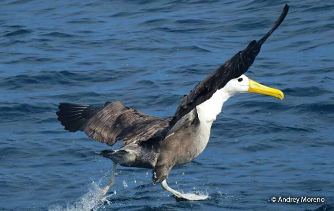 waved-albatross