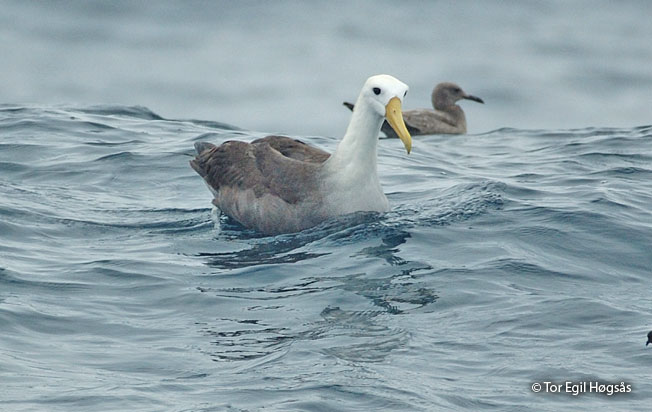 waved-albatross