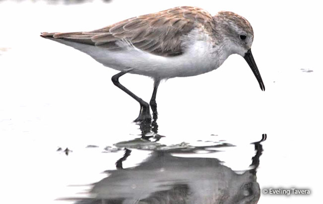 western-sandpiper
