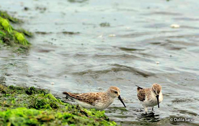 western-sandpiper