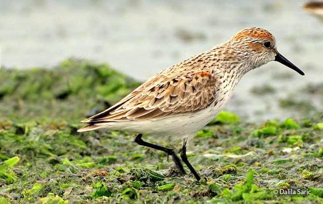 western-sandpiper