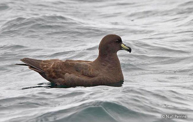 westland-petrel
