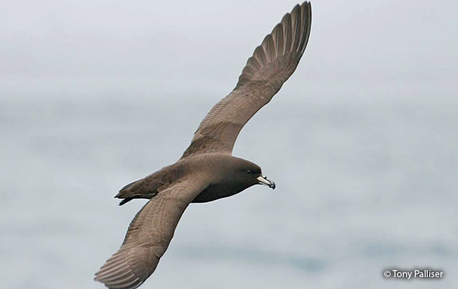 westland-petrel