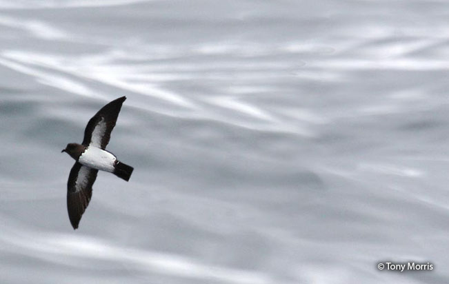 white-bellied-storm-petrel