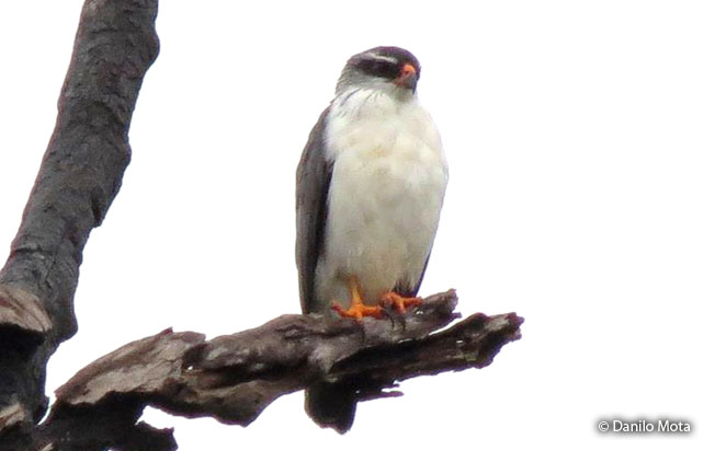 white-browed-hawk