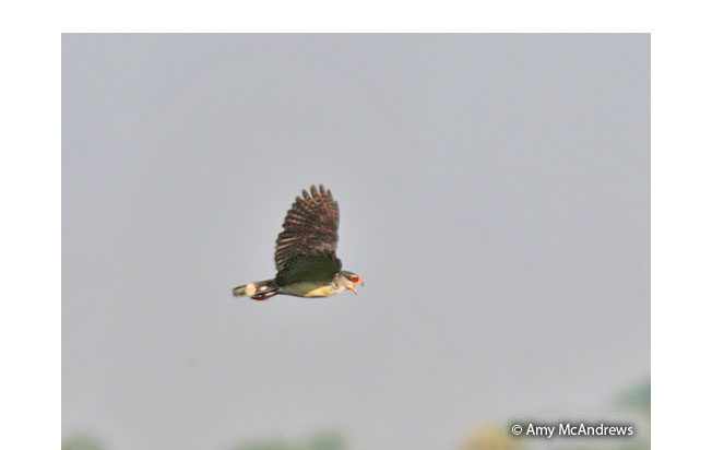 white-browed-hawk