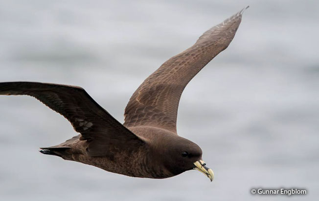 white-chinned_petrel
