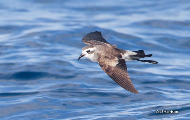 white-faced_storm-petrel