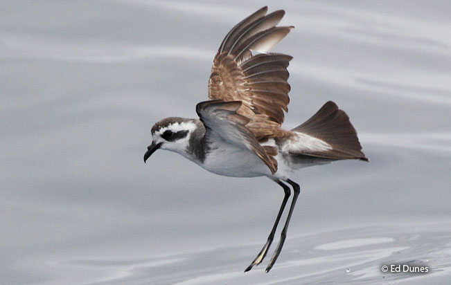 white-faced_storm-petrel