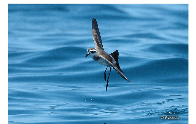 white-faced_storm-petrel