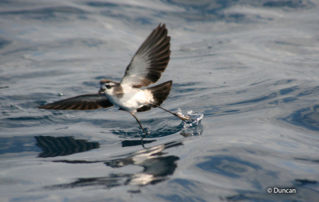 white-faced_storm-petrel