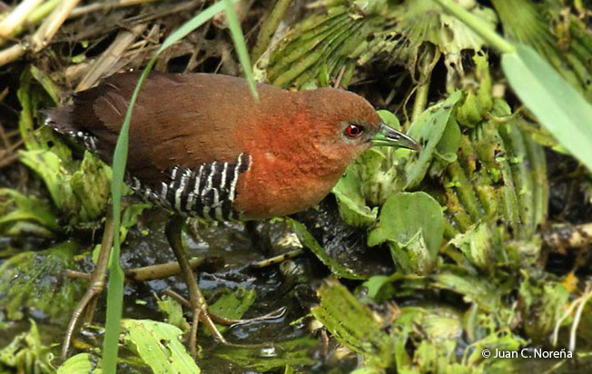 ash-throated_crake