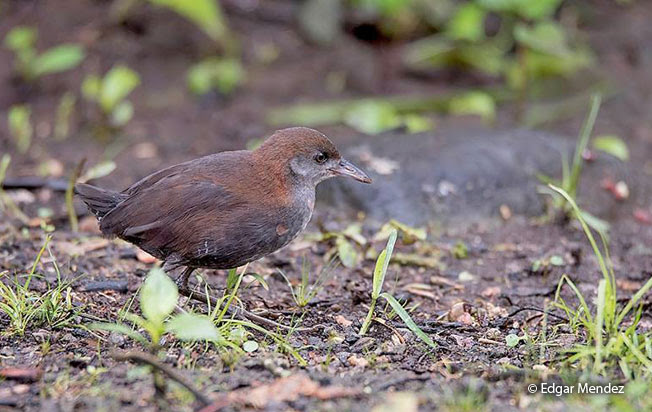 ash-throated_crake