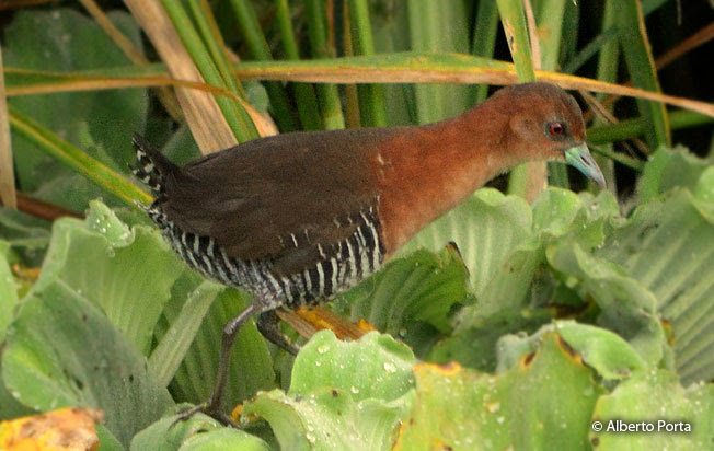 ash-throated_crake