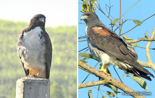 white-tailed_hawk