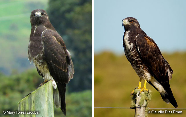 white-tailed_hawk