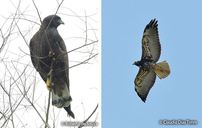 white-tailed_hawk