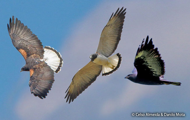 white-tailed_hawk