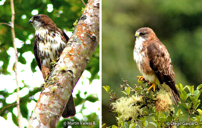 white-browed-hawk