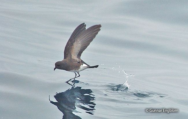 white-vented_storm-petrel