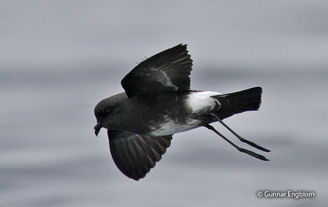 white-vented_storm-petrel