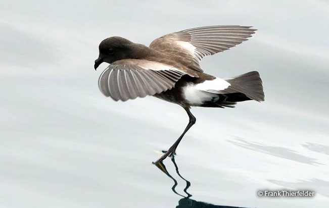 white-vented_storm-petrel